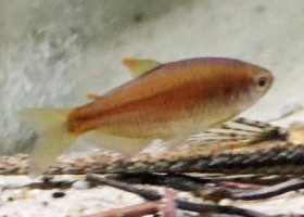 Red Blotched Tetra
